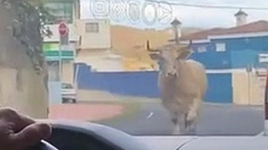 Un toro se escapa de una granja de Canarias y asusta a los ocupantes de diferentes coches