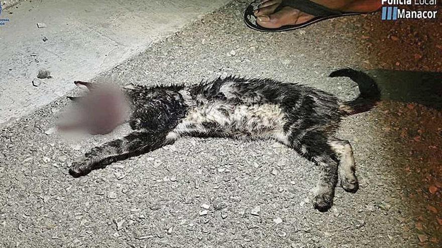 Un acusado de matar al gato en Manacor dice que lo atropelló un coche
