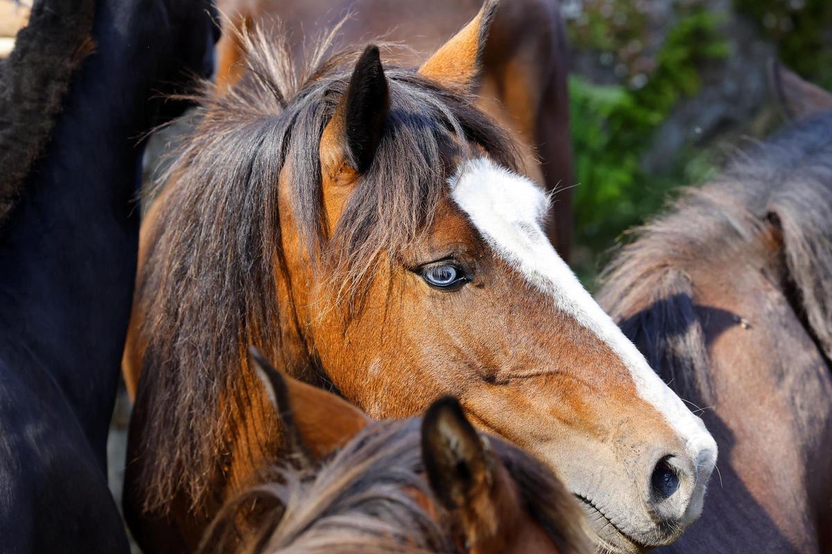 El curro de Mougás reúne a 550 caballos