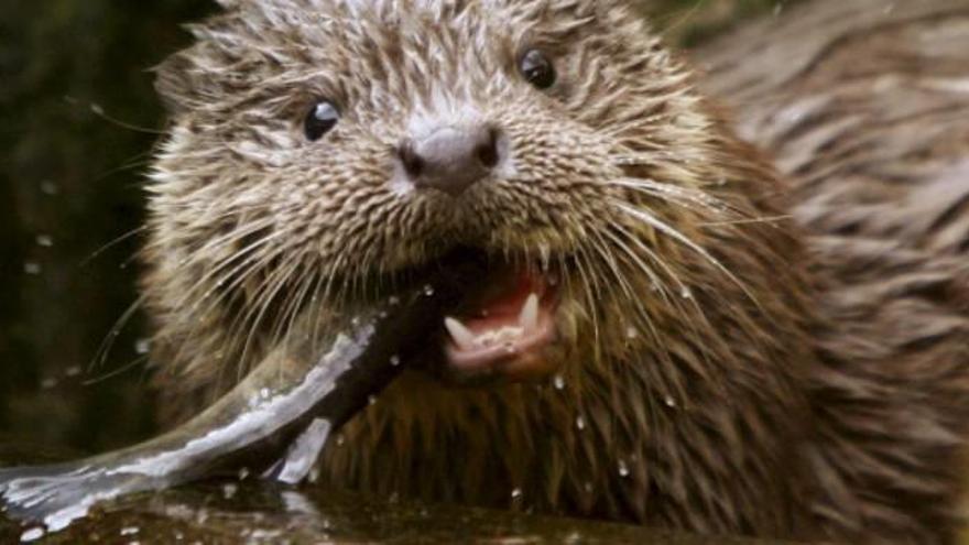 Imagen de archivo de una nutria.