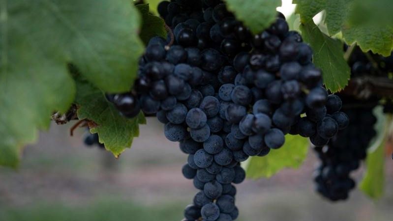 Racimo de uvas de la variedad tannat, en una de las vides de la Bodega Bauza (Uruguay)