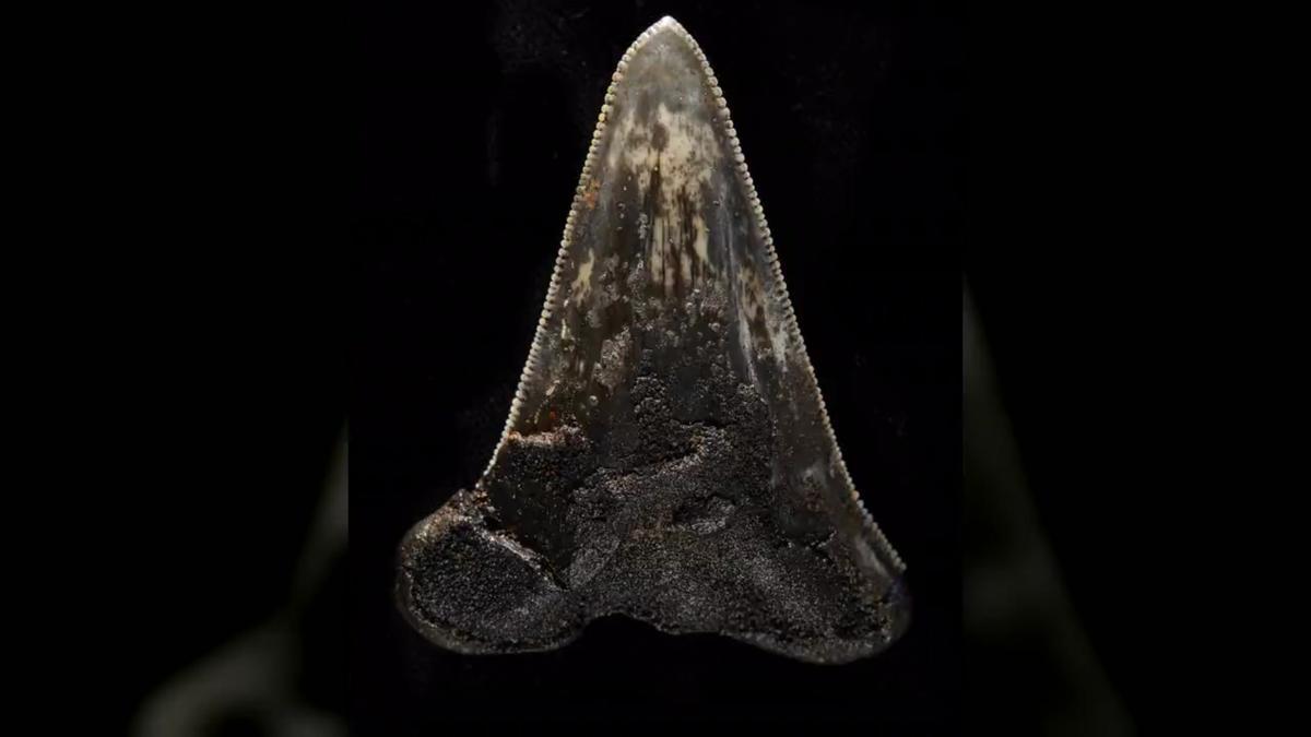 他们在澳大利亚水域发现了巨大的史前鲨鱼化石。