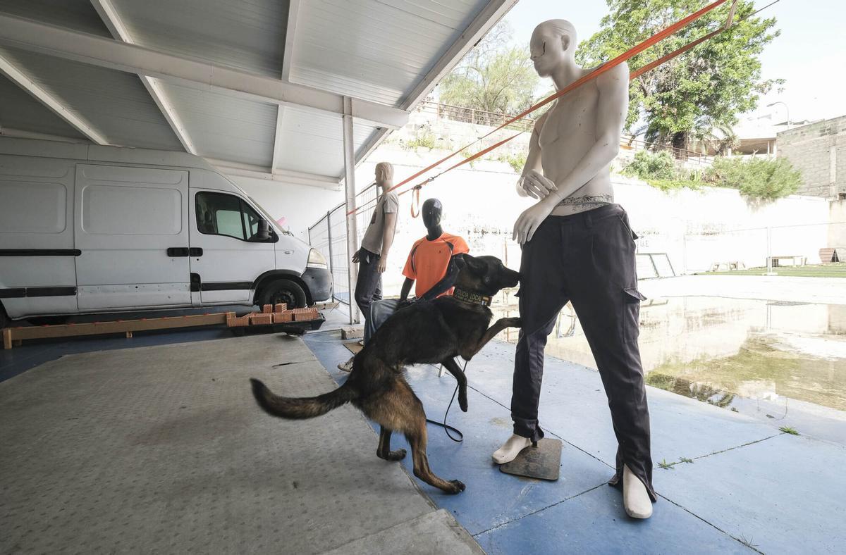 Los perros del Grupo de Guías Caninos (UCAPOL) de la Policía Local de Las Palmas de Gran Canaria, Cujo y Apolo
