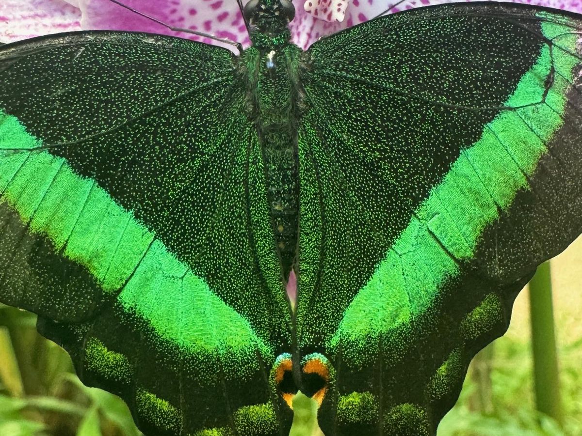 Los visitantes no solo observan: forman parte del mundo de las mariposas.