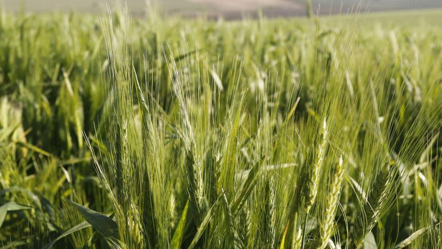 Superficie sembrada de cereal en una finca de la Campiña cordobesa.