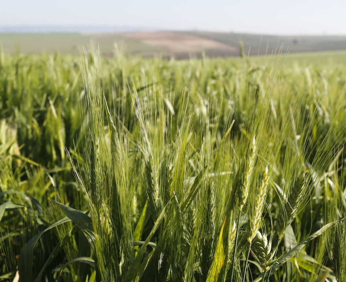 Superficie sembrada de cereal en una finca de la Campiña cordobesa. | A.J. GONZÁLEZ
