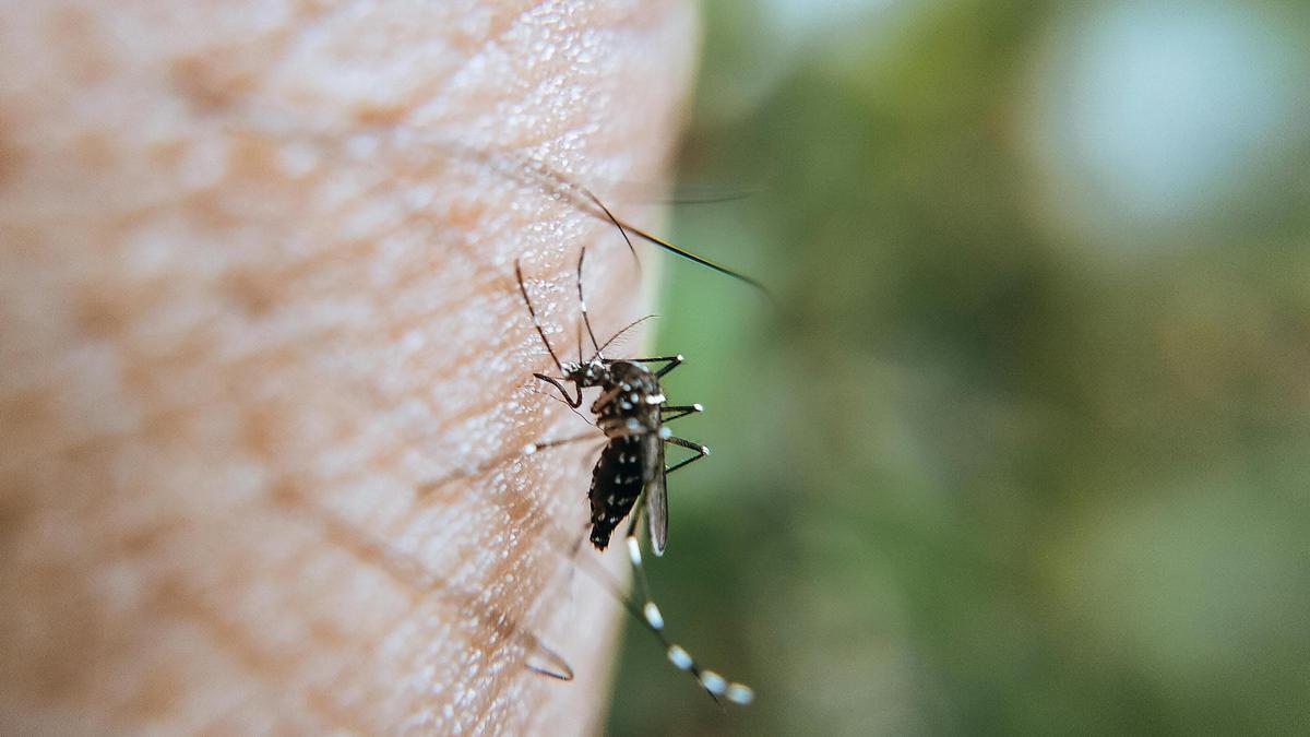Cómo evitar que una picadura de mosquito se infecte.