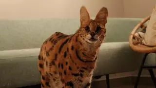 Rescatado en Orihuela un serval de cinco años que una familia mantenía como mascota: "No era como en redes"