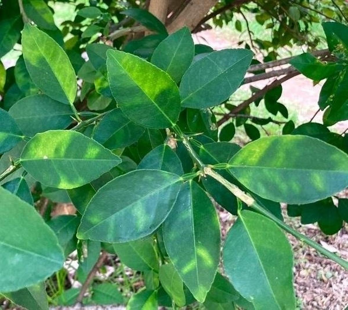 Agricultura confirma la presencia de Clorosis nervial en la Comunitat Valenciana, con 22 casos positivos.