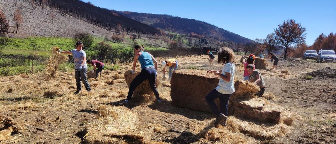 Voluntarios esparcen en Cabañas de Aliste paja donada a la asociación “La Culebra no se calla”. La iniciativa pretende evitar el arrastre de ceniza y facilitar la recuperación del monte. | Cedidas