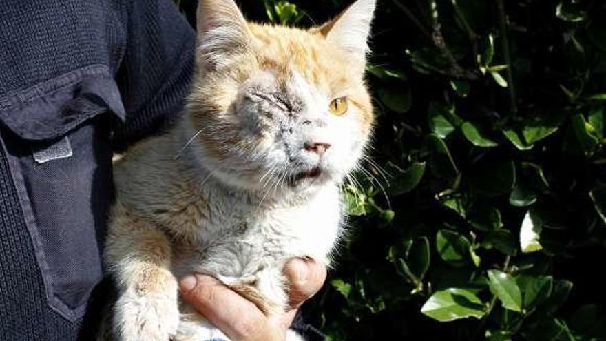 Un gato callejero con el ojo dañado y la pata vendada.