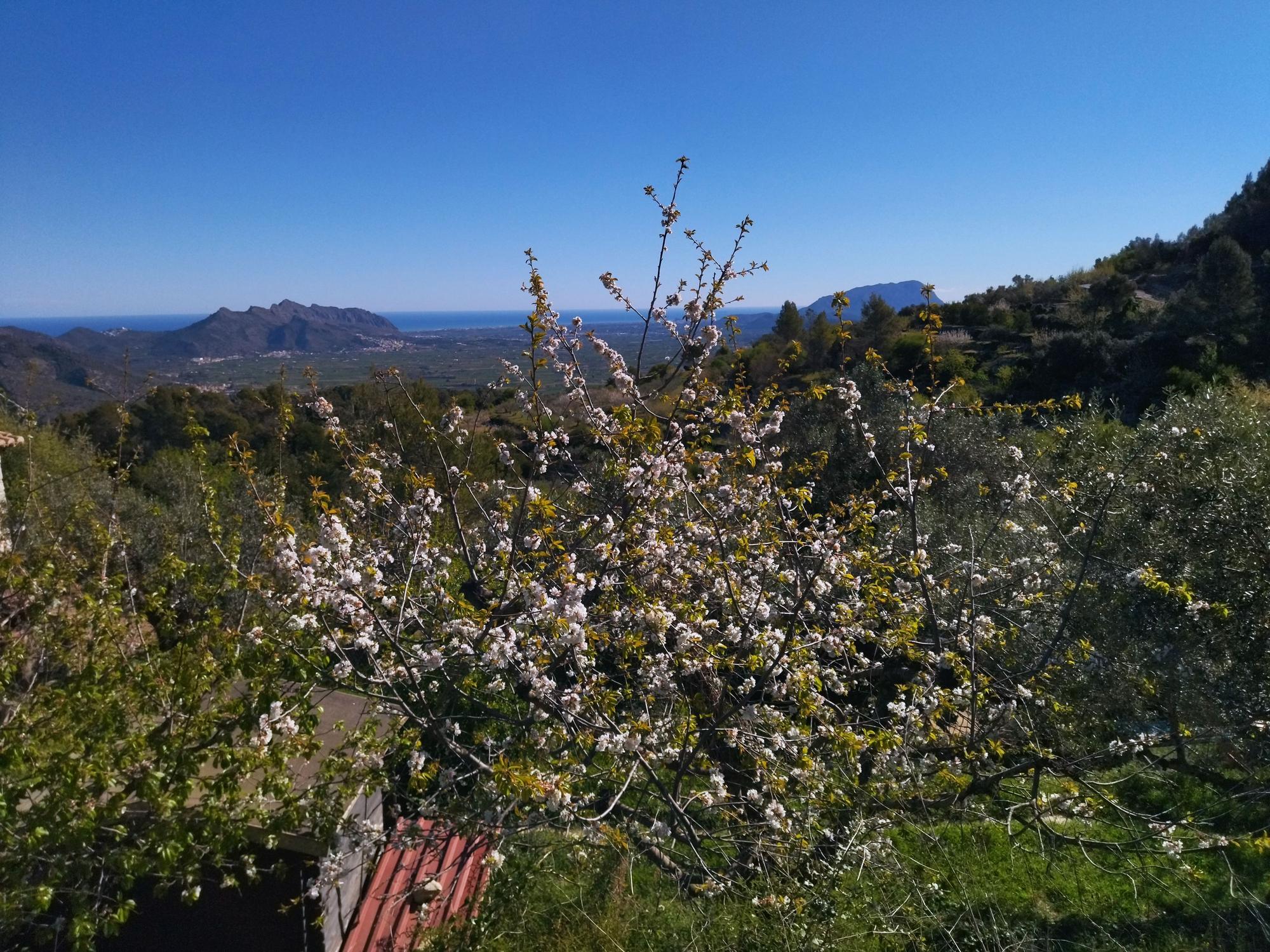 El "Hanami" valenciano: ya florecen los cerezos en la Vall de Laguar