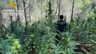 Actuación de la Guardia Civil: Localizan más de 1.600 plantas de marihuana en Castellón