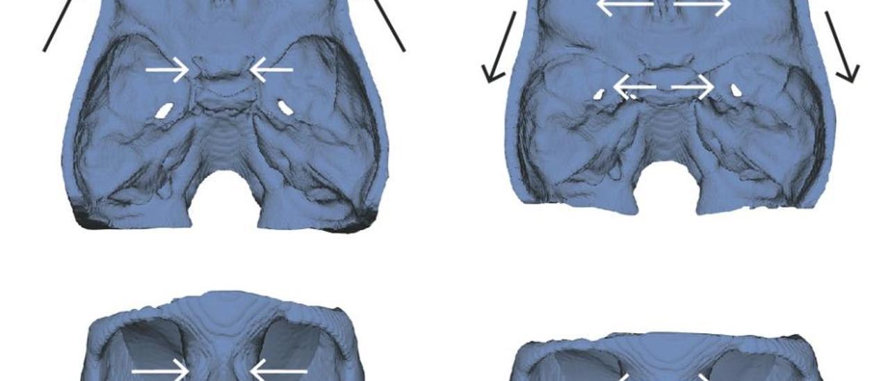 La cara es el espejo del cerebro