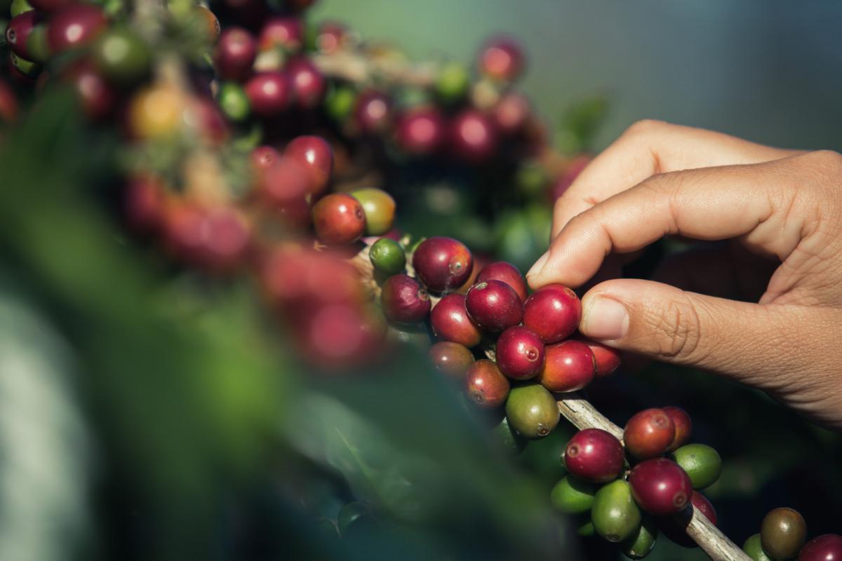 La planta del cafè.