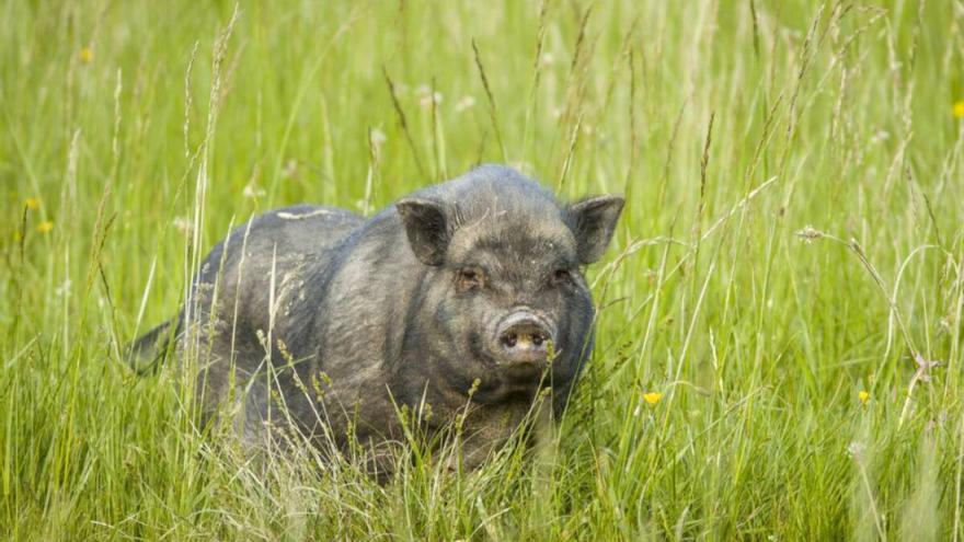 El cerdolí: el animal mitad cerdo, mitad jabalí