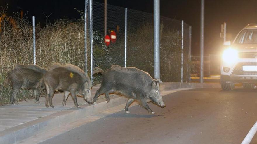 Aragón implantará medidas para controlar el exceso de jabalís