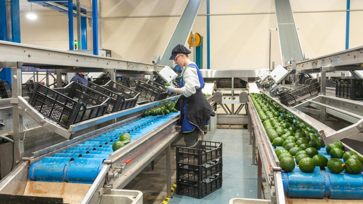 Una mujer trabaja en una empresa de frutas en Granada.