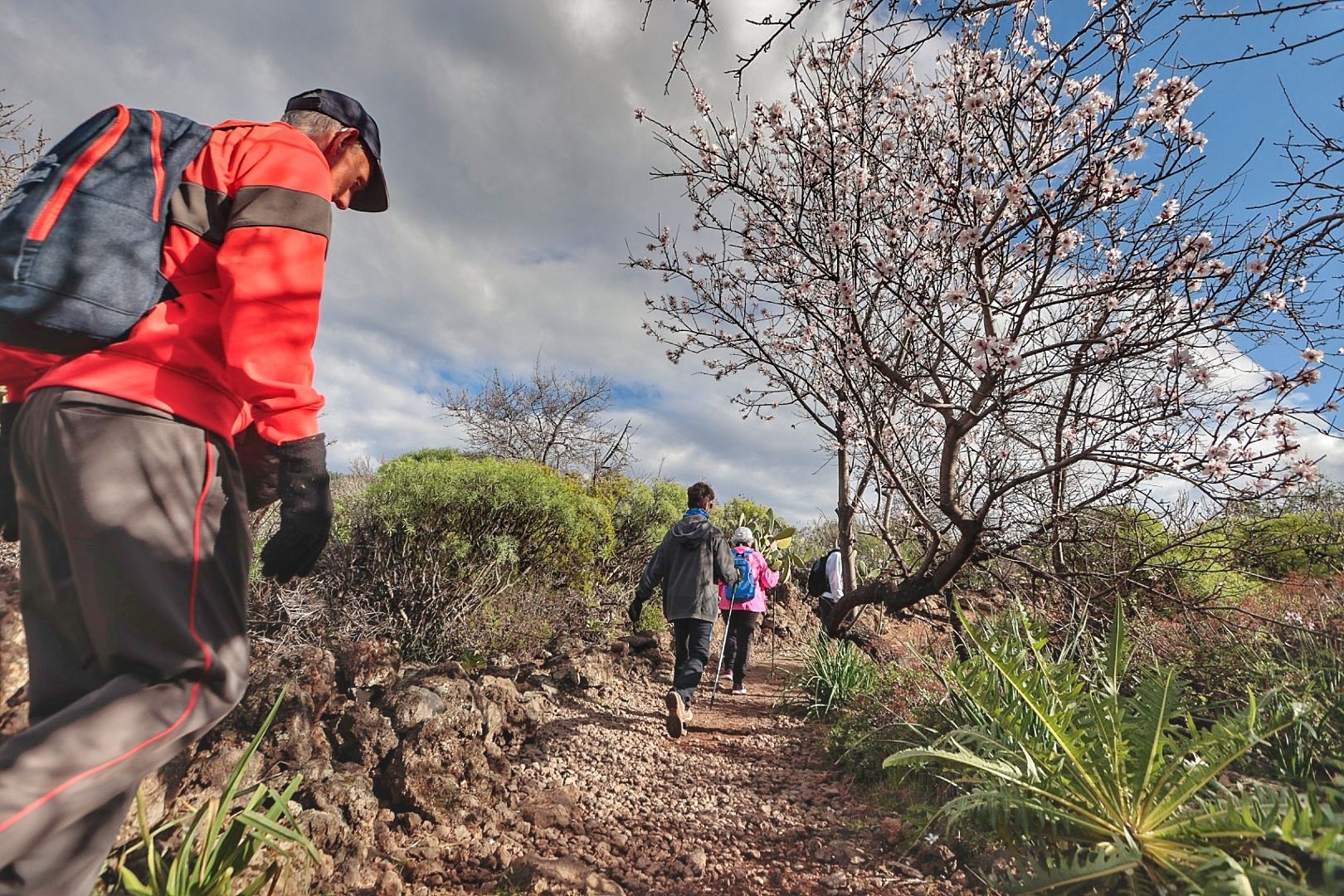 Rutas para disfrutar del almendro en flor organizadas por el Ayuntamiento de Santiago del Teide.