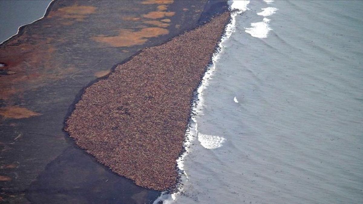 Acumulación de morsas en una playa del mar de Chukchi, en el norte de Alaska.