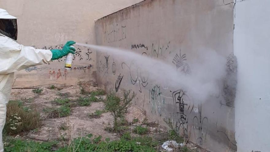 Las tareas de fumigación del avispero