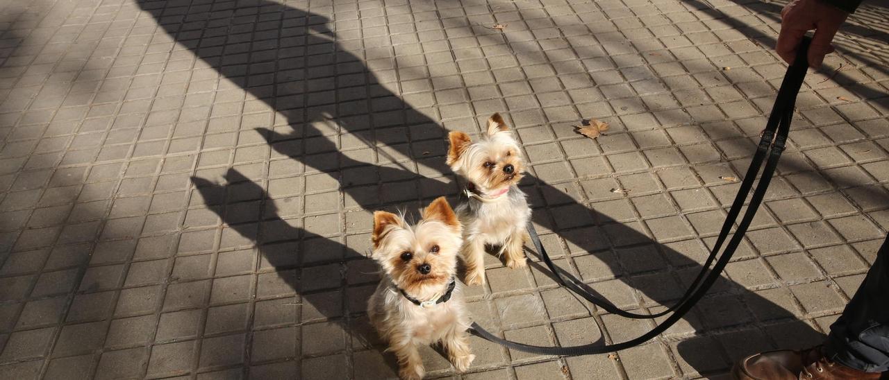 Primer día de la obligación de llevar los perros atados en la calle en Barcelona