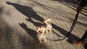 Primer día de la obligación de llevar los perros atados en la calle en Barcelona