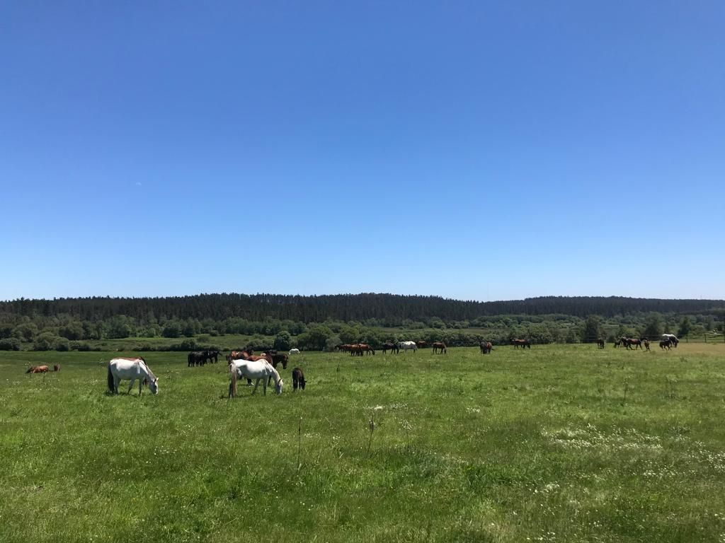 Potros y caballos jóvenes de la Yeguada JFG en las praderas.