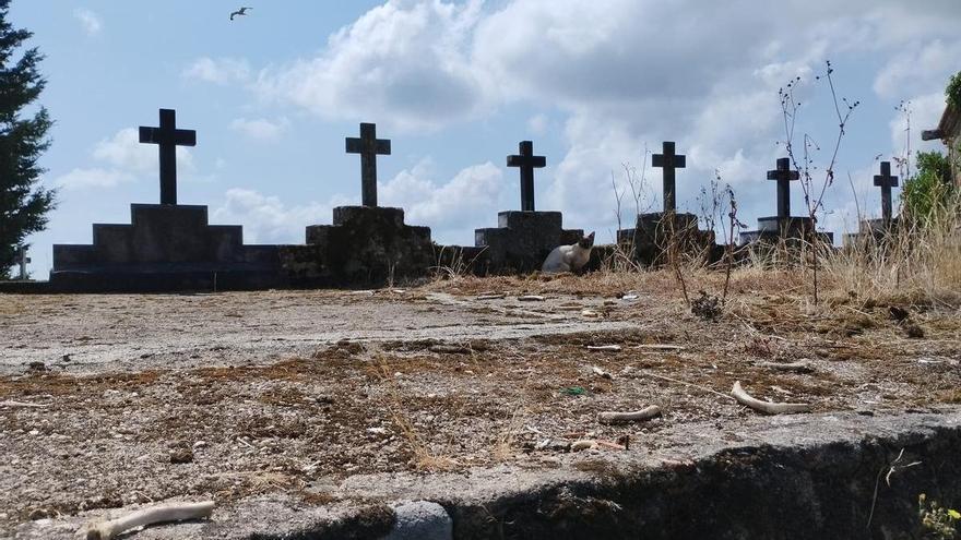 Las quejas asedian la colonia felina del cementerio de Cambados