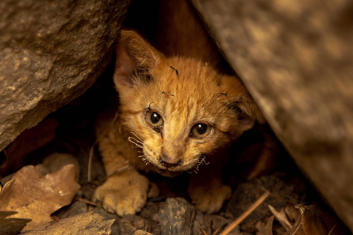 Un gatito con los bigotes chamuscados que sobrevivió a los incendios de McKinney se esconde entre las rocas en el bosque nacional de Klamath, en California, el 31 de julio del 2022.