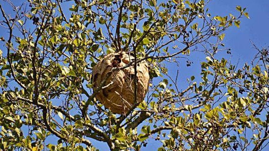 Un nido de avispas velutinas en un árbol.