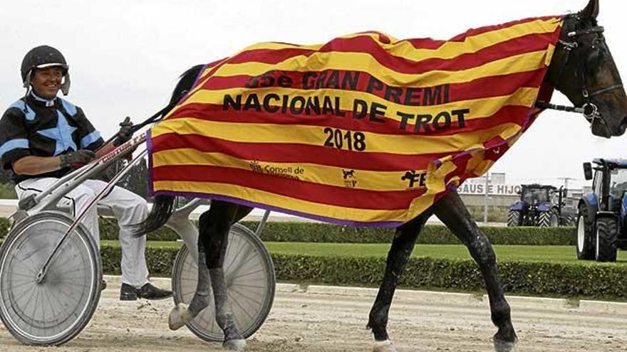 Fibló de Font, dirigido por Joan Bauzá, en su paseillo de honor luciendo la manta que le distingue como campeón nacional.