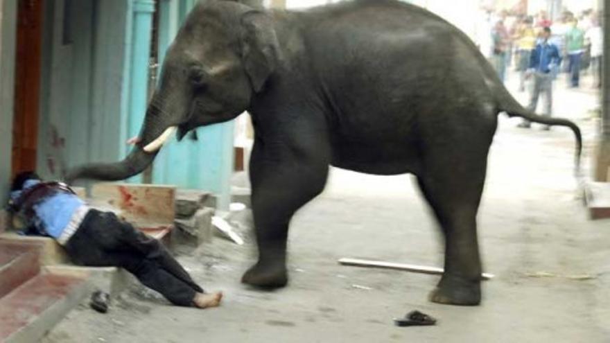Dos elefantes hambrientos siembran el pánico en India