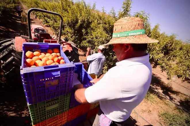 La campaña del melocotón en Córdoba, en imágenes