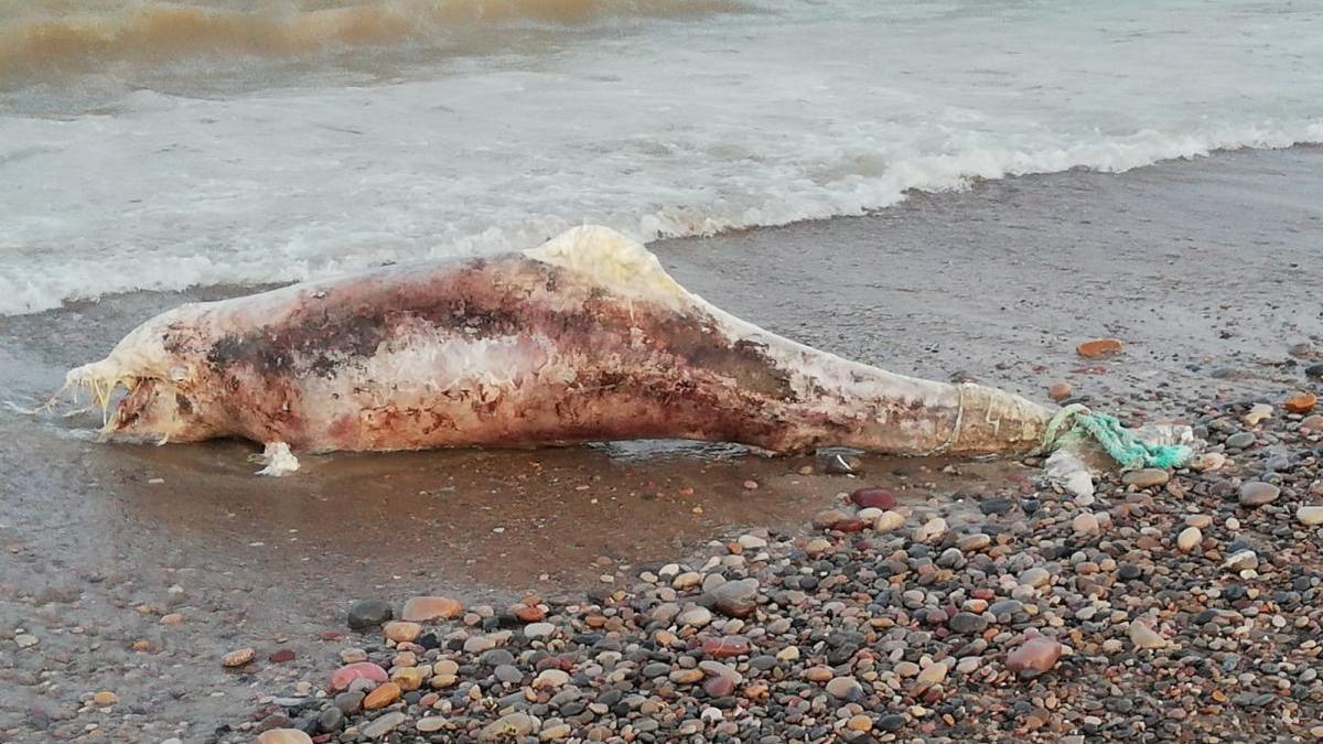 Hallan un delfín muerto en la playa de Moncofa