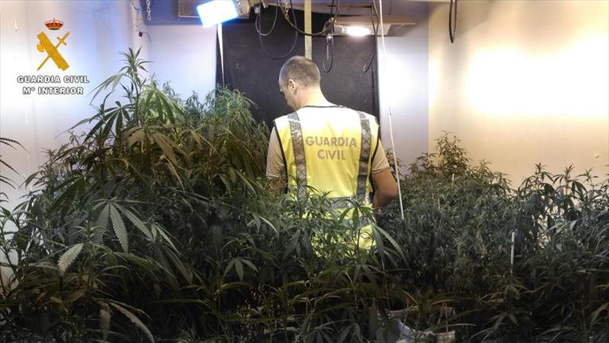 Desmantelan un cultivo interior de marihuana con más de 1.300 plantas