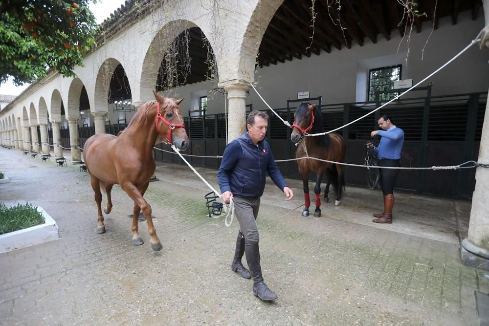 Coronavirus en Córdoba: ¿Quién cuida de los caballos en Caballerizas?