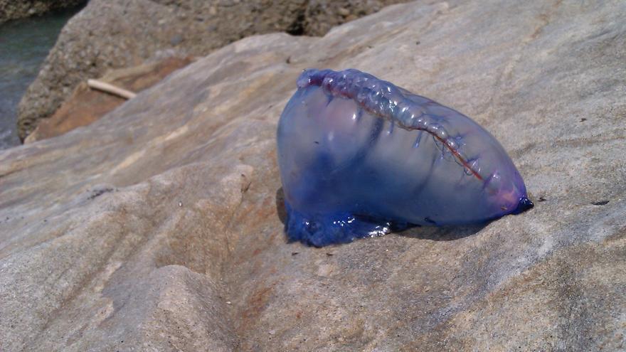 Arriban a la costa de Gozón y a la ría de Avilés varias carabelas portuguesas