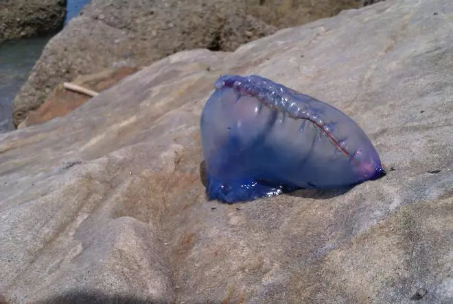 Arriban a la costa de Gozón y a la ría de Avilés varias carabelas portuguesas