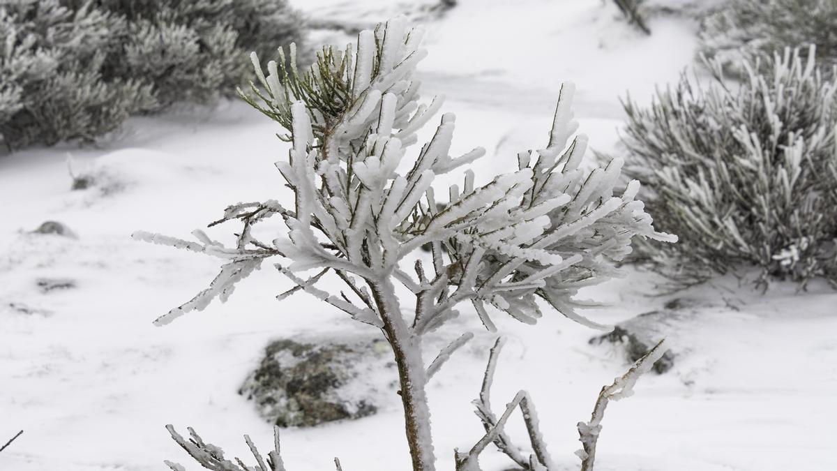 FOTOGALERÍA | La nieve tiñe de blanco la sierra de Hervás FOTOGALERÍA | La nieve tiñe de blanco la sierra de Hervás