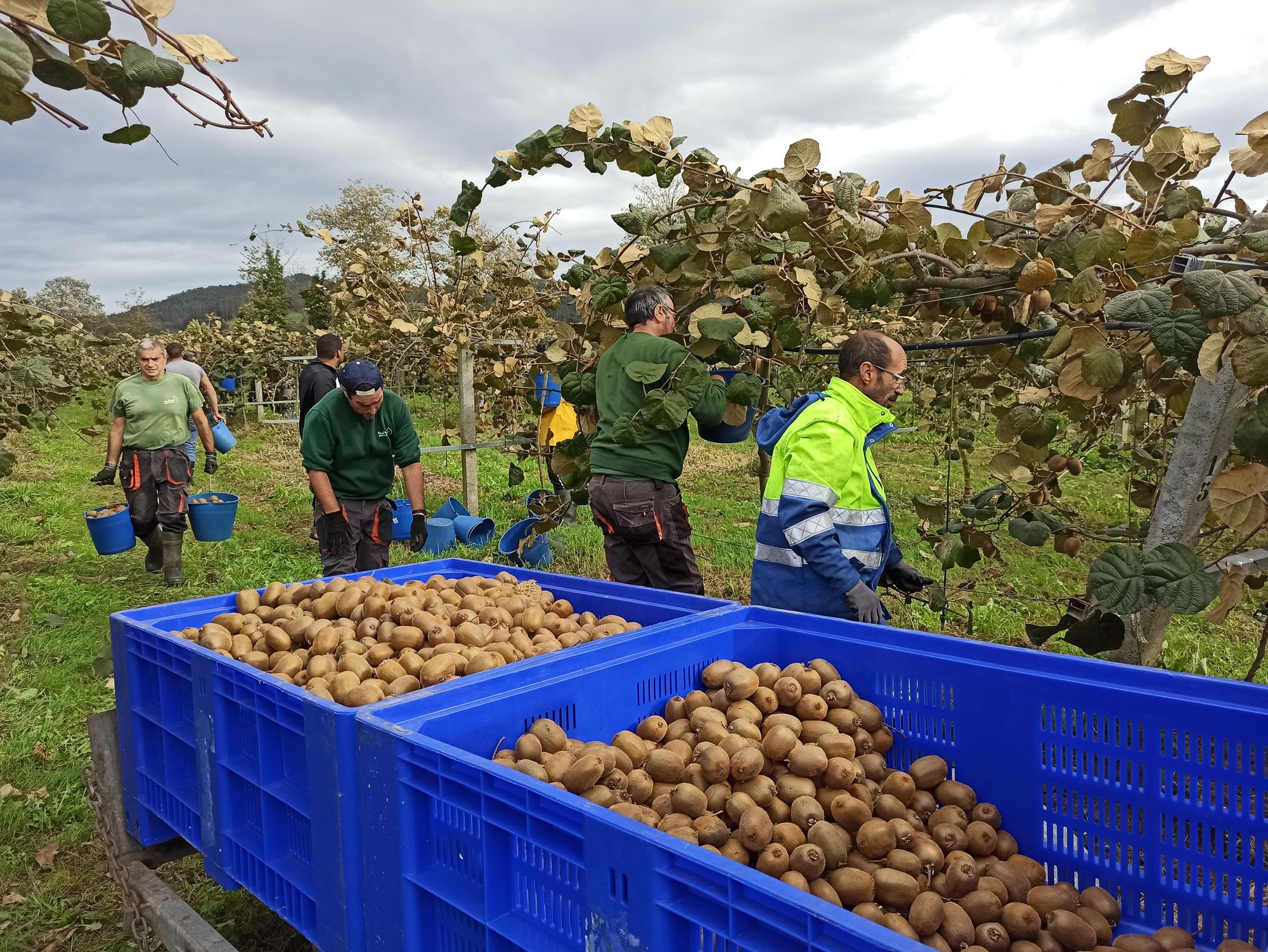 EN IMÁGENES: Inicio de la cosecha de kiwis en Pravia