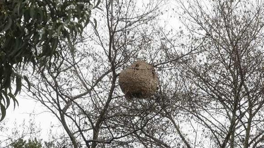 Un nido de avispa asiática en un árbol en Fafilán.