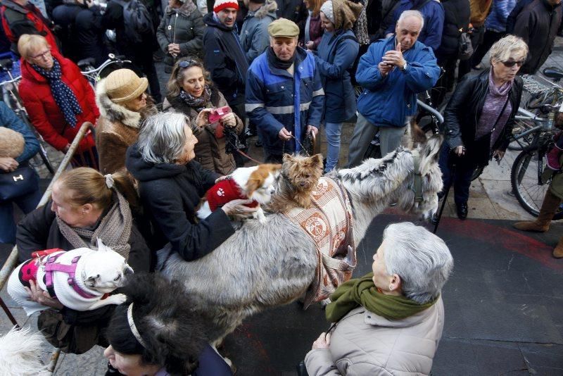 Celebración de San Antón, bendición de los animales