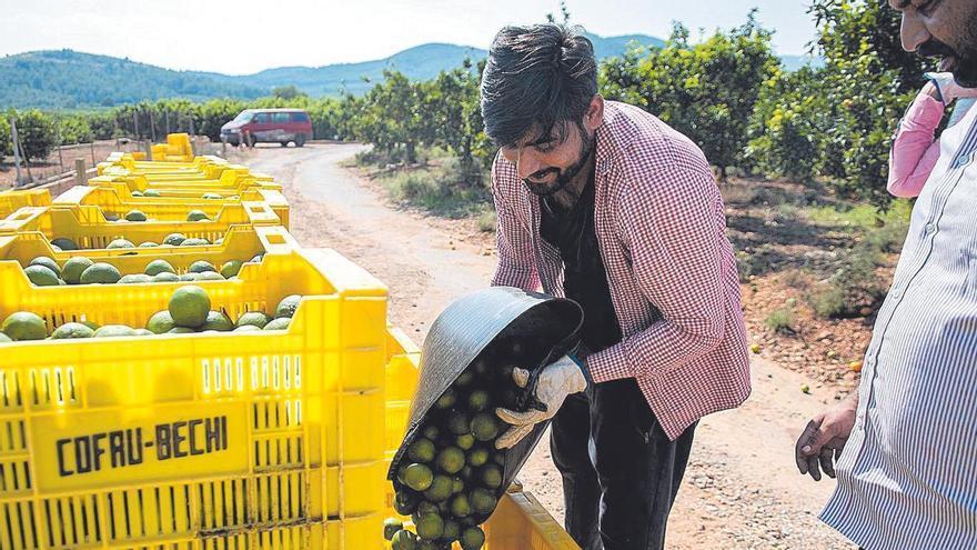 Marruecos refuerza sus ventas de frutas y hortalizas a España y alarma al sector citrícola