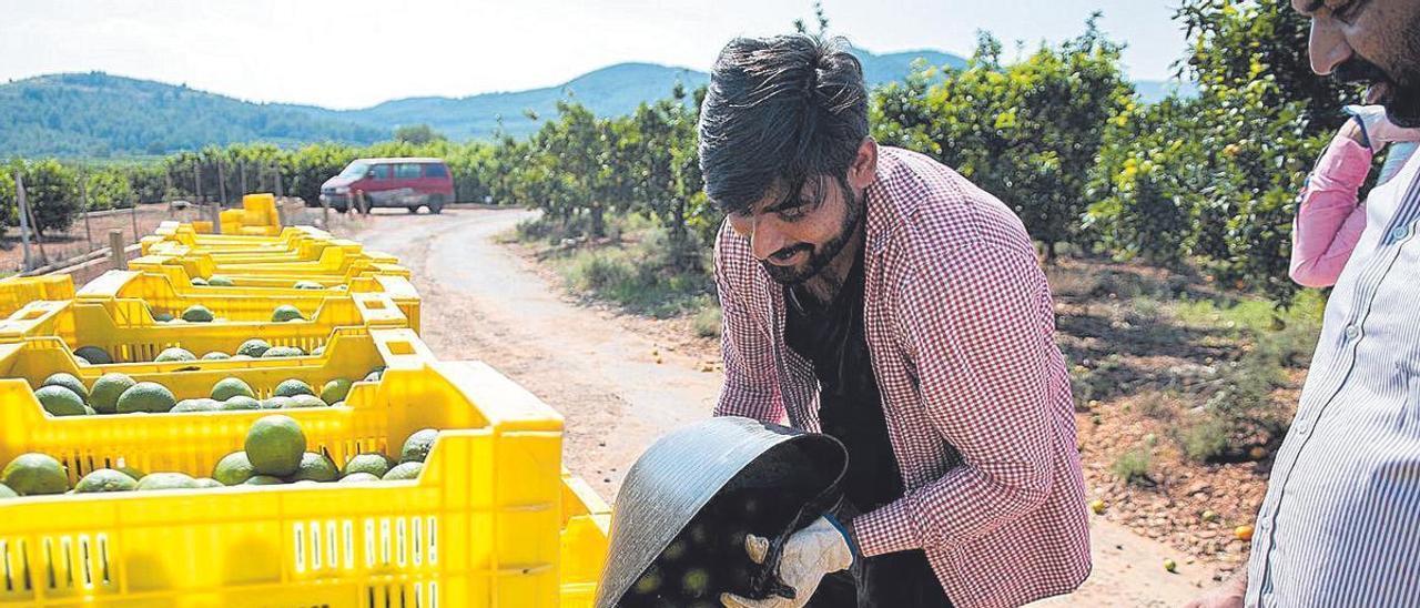 Un equipo de collidors recoge cítricos en un huerto de Betxí.