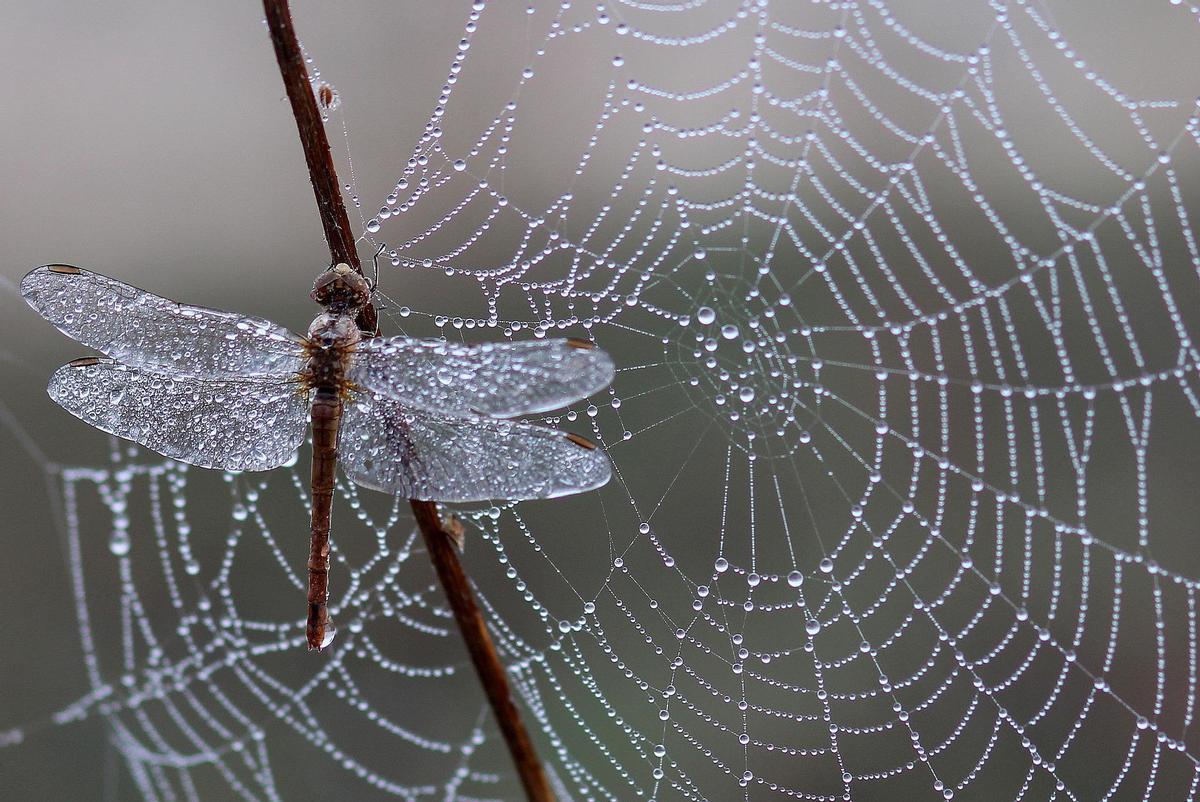 Una libélula junto a una tela de araña.