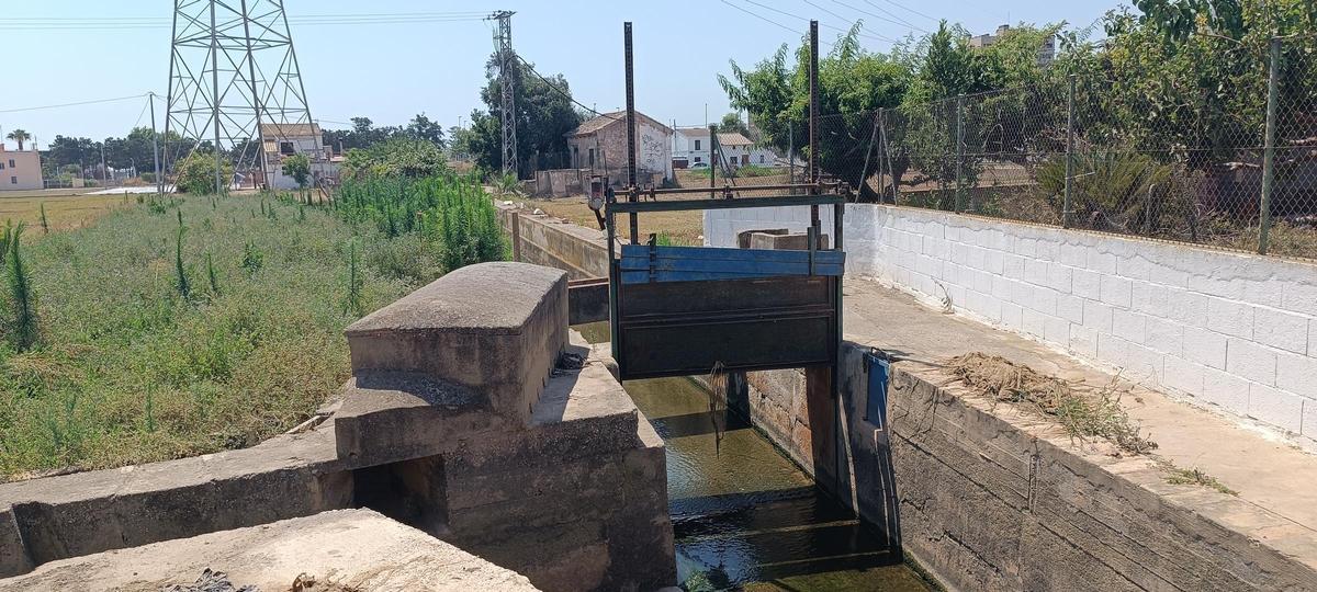 3.Llengües de Palmar Calvet, en la Sèquia de Rascanya.