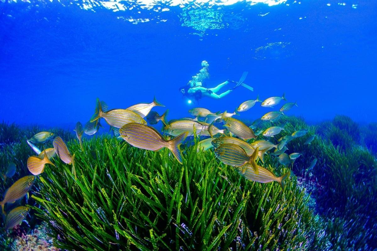 Buceo en la Región de Murcia
