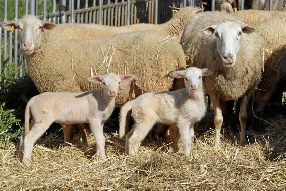 Eine Kooperative sorgt dafür, dass nur zertifiziertes Fleisch auf den Tellern landet.