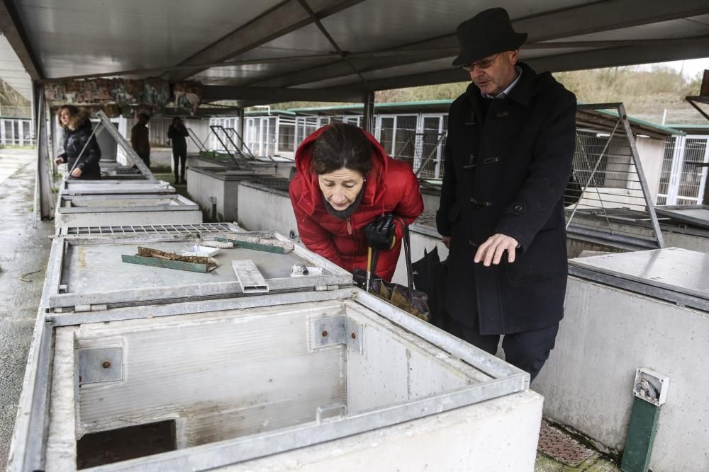 Visita a la perrera municipal de Oviedo tras el cambio de gestión